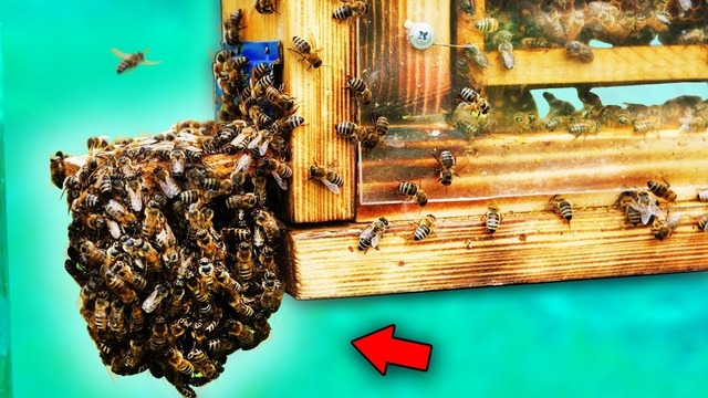 Прозрачный улей для пчёл месяц спустя