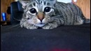10 самых любимых игрушек у кошек, о которых вам нужно знать