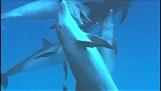 Bottlenose Dolphin Harasses Smaller Species | Wild Caribbean | BBC Earth