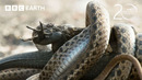 Baby Iguana Chased By Deadly Snakes | 20 Years of Planet Earth II | BBC Earth