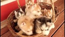 Топ 10 самых милых и симпатичных Хаски