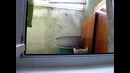 Кот выглядывает из-за окна смешно очень
