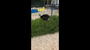 Dog Jumps into a Bush #shorts