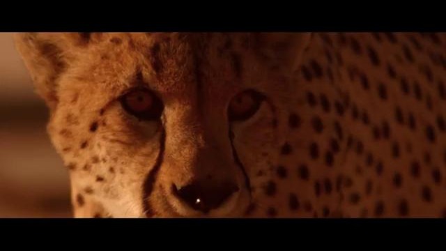 Wild Elixir by Shakira