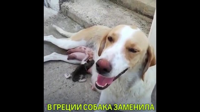 В Греции собака заменила маму котёнку