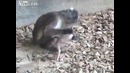 Верни моего детеныша