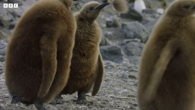 Baby Penguin Loses Parents I 4K UHD | Seven Worlds One Planet | BBC Earth