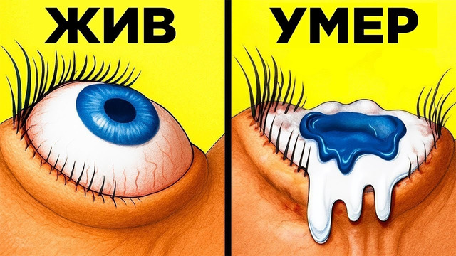 Удивительные Факты О Человеческом Теле