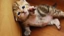 Смешные коты и котята! – Милахи коты – Забавное видео