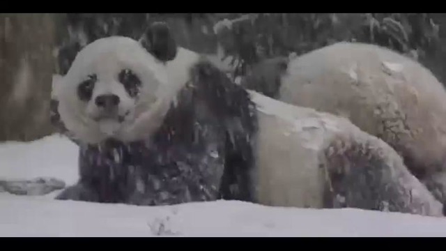 Первый снег панды Бао Бао