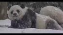 Первый снег панды Бао Бао