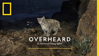 Searching for the Himalayas’ Ghost Cats | Podcast | Overheard at National Geographic