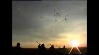 Охота на гусей (отстрел)