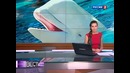 Белый кит заговорил на человеческом