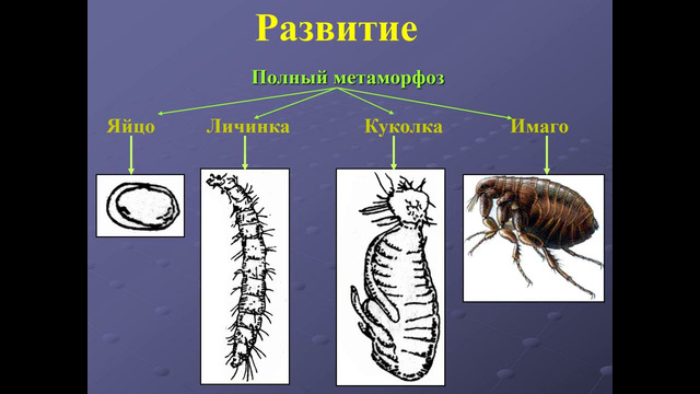 Класс насекомые. Блоха