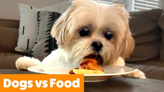Dogs vs Food – Dog Reactions & Bloopers | Funny Pet Videos