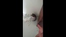 Хитрый Хомяк =)