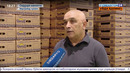 Сирдарё қовунлари хорижга сотилмоқда