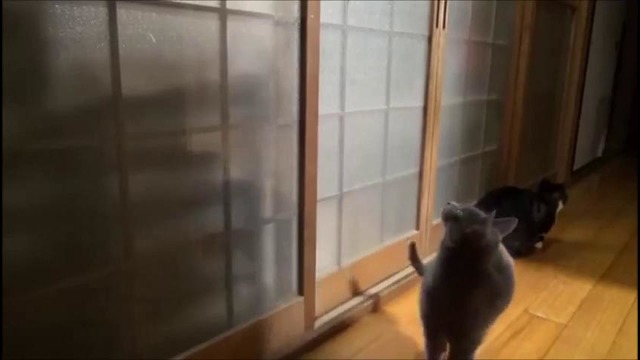 Юмор – Топ 10 Коты