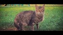 Типси тип – Пой (& Zambezi)