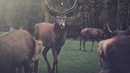 Deer Meat – Metro