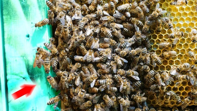 Побег пчёл с прозрачного улья