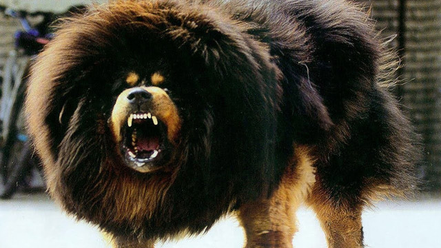 Царь Всех Собак – Тибетский Мастиф! Самая Дорогая Собака в Мире