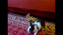 Котенок vs кролик