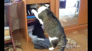Пять котов, которым очень нужен шкаф
