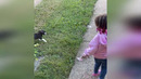 Funny animals – Funny cats / dogs – Funny animal videos 268