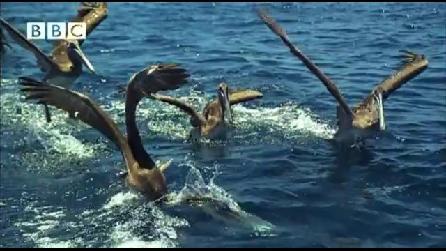 BBC: Вокруг Земли – Пеликаны ныряют за рыбой