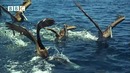 BBC: Вокруг Земли – Пеликаны ныряют за рыбой