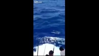 Рыба запрыгнула в лодку