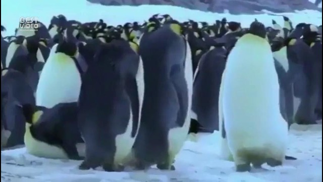 Будни пингвинов