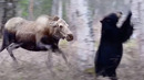 Лесной ТИТАН, которого лучше не ЗЛИТЬ! На что способен ЛОСЬ