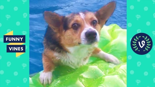 TRY NOT TO LAUGH – Cute DOG Videos Funny Videos January 2019
