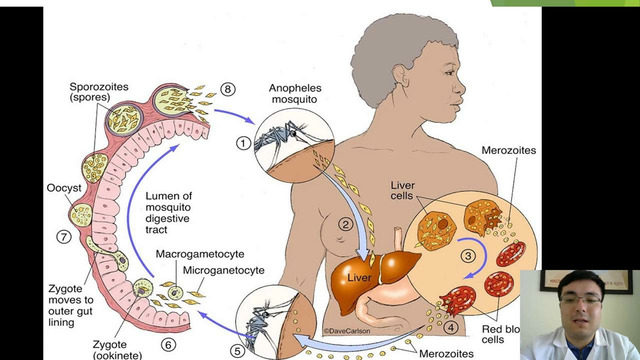 Plazmodium видео
