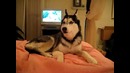 Husky Dog Talking – I love you