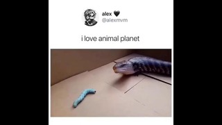 I love Animal Planet