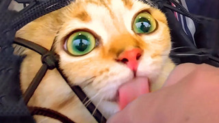 Silliest Cute Cat Bloopers | Funny Pet Videos