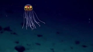 (Riddle) Загадочные Существа на Дне Океана
