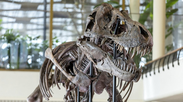 За $9 млн хотят продать скелет тираннозавра, собранный из костей трёх особей