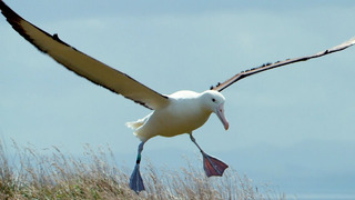 Albatrosses Use Their Nostrils To Fly | Nature’s Biggest Beasts | BBC Earth