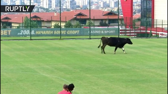 В Болгарии корова прервала футбольный матч