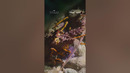 Dive beneath the waves in Ocean with David Attenborough