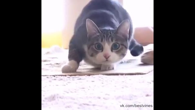 Cat wiggle
