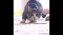 Cat wiggle