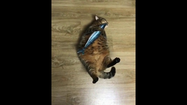 Толстый кот попытался съесть большую резиновую рыбу