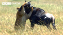 8 Unforgettable Lion Moments | BBC Earth