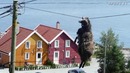 Удивительные случаи с животными